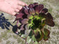 Aeonium Cyclop - Beaultiful Desert Plants 