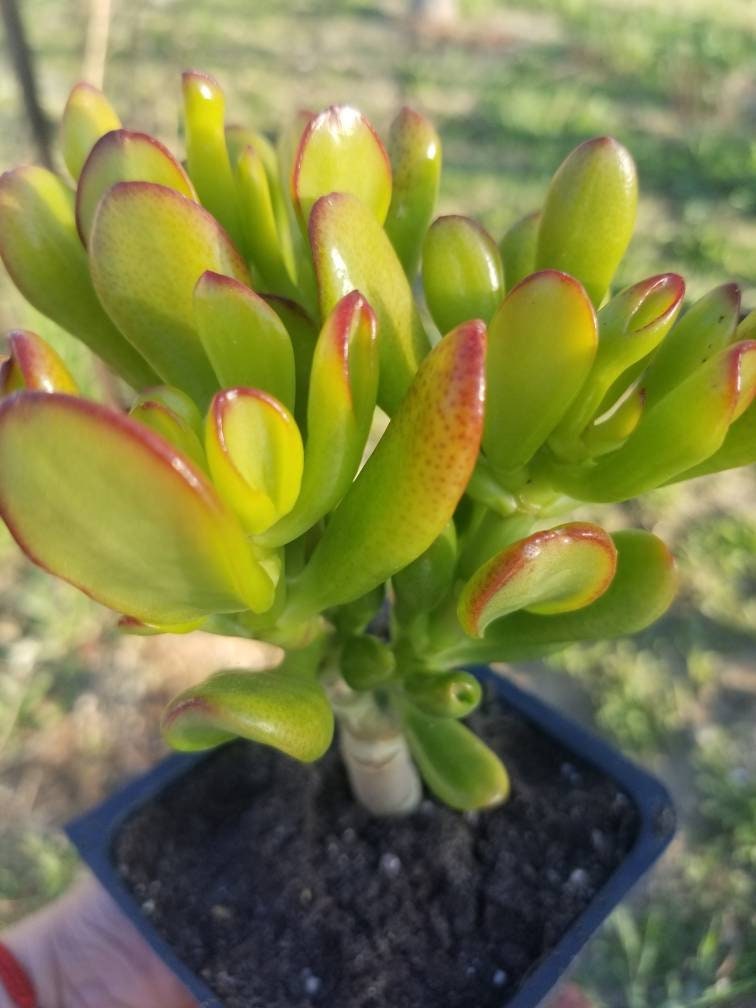 Crassula Ovata Hobbit Mini Tree - Beaultiful Desert Plants 