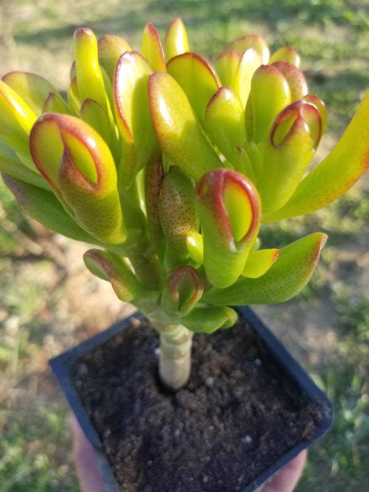 Crassula Ovata Hobbit Mini Tree - Beaultiful Desert Plants 