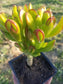 Crassula Ovata Hobbit Mini Tree - Beaultiful Desert Plants 