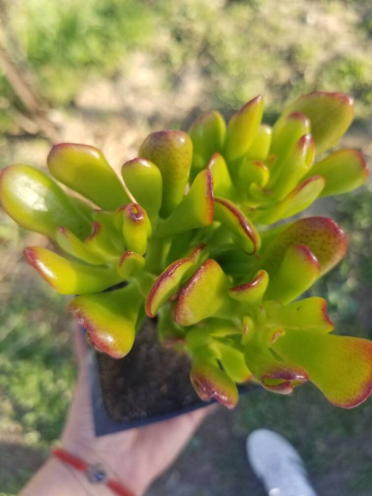 Crassula Ovata Hobbit Mini Tree - Beaultiful Desert Plants 