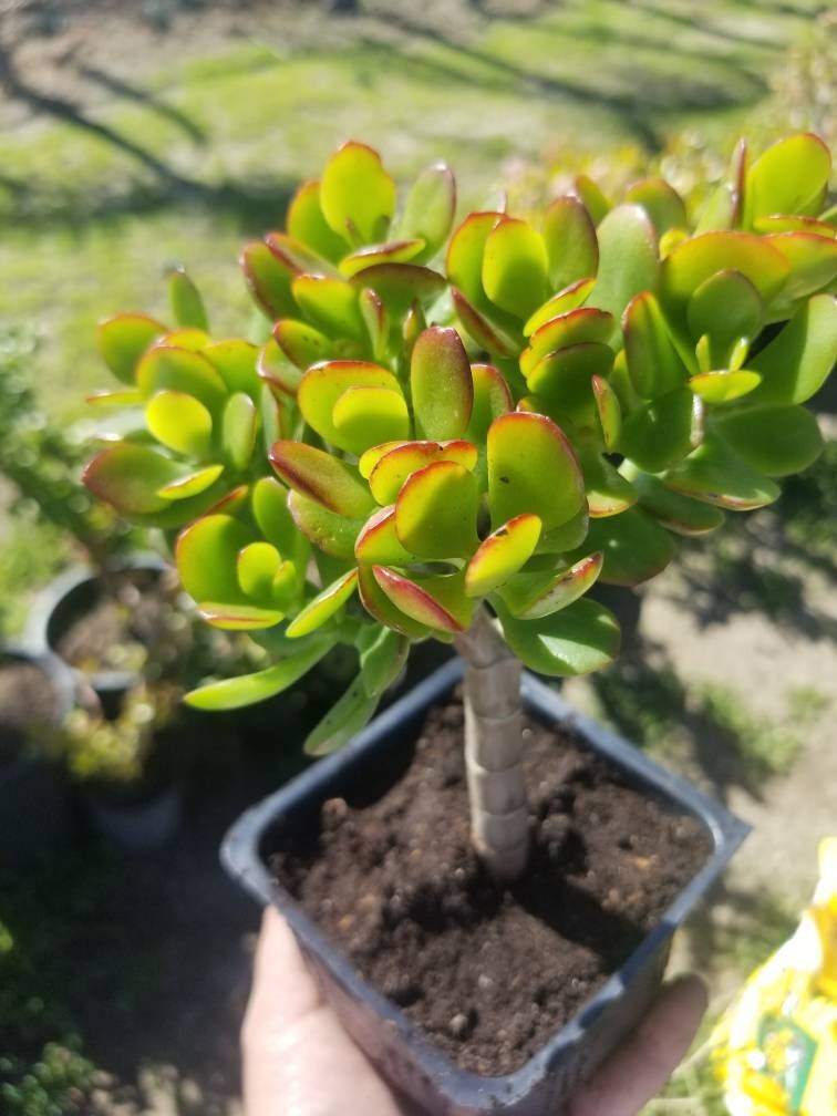 compact mini jade plant Crassula Ovata Crosby's Compact Mini Tree (5"pot)