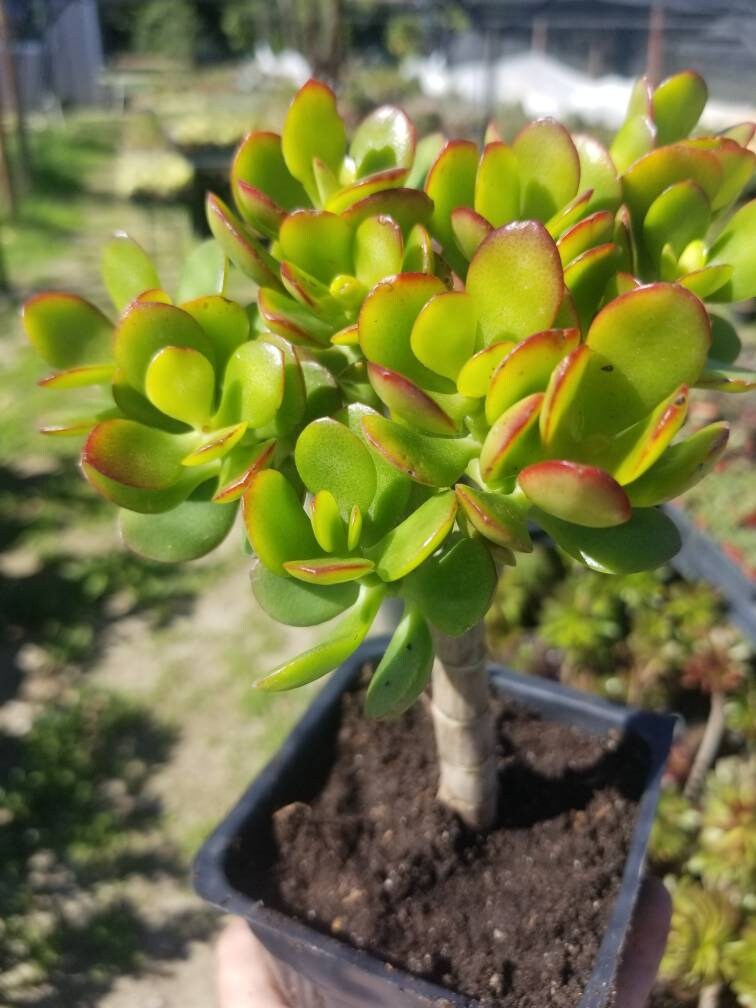 Crassula Ovata Crosby's (5"pot) - Beaultiful Desert Plants 