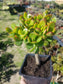 Crassula Ovata Crosby's (5"pot) - Beaultiful Desert Plants 