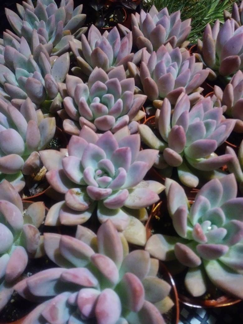 Graptoveria Opalina (4"pot) - Beaultiful Desert Plants 