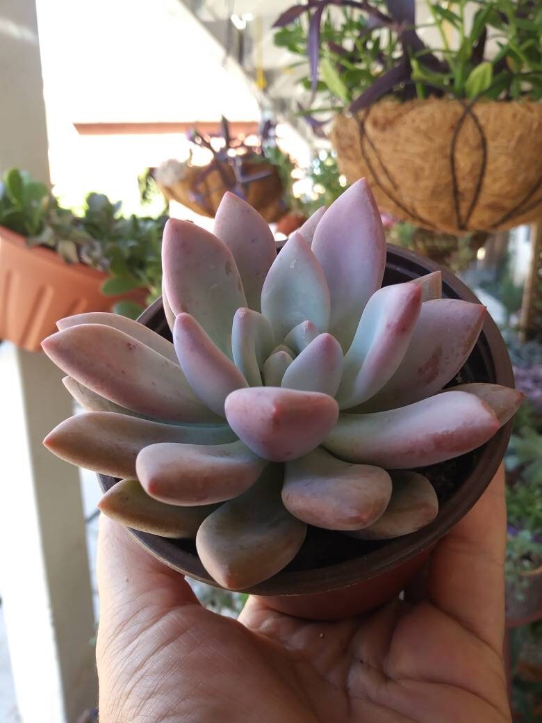 Graptoveria Opalina (4"pot) - Beaultiful Desert Plants 