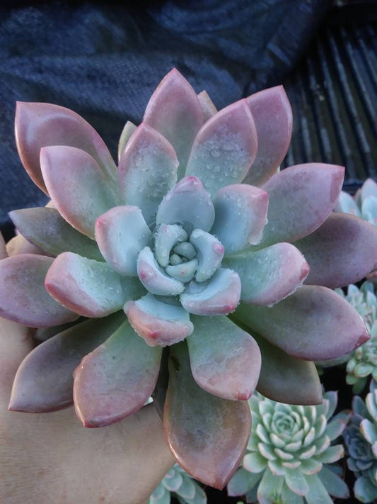 Graptoveria Opalina (4"pot) - Beaultiful Desert Plants 