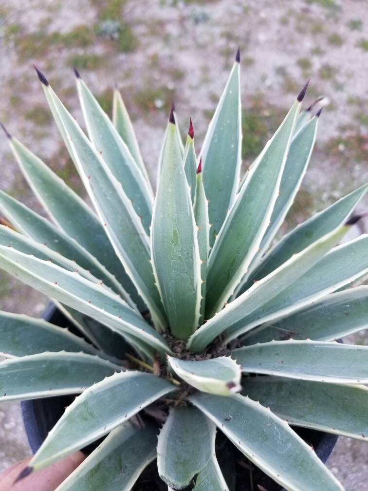 Agave angustifolia - Beaultiful Desert Plants 