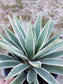 Agave angustifolia - Beaultiful Desert Plants 