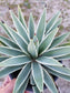 Agave angustifolia - Beaultiful Desert Plants 