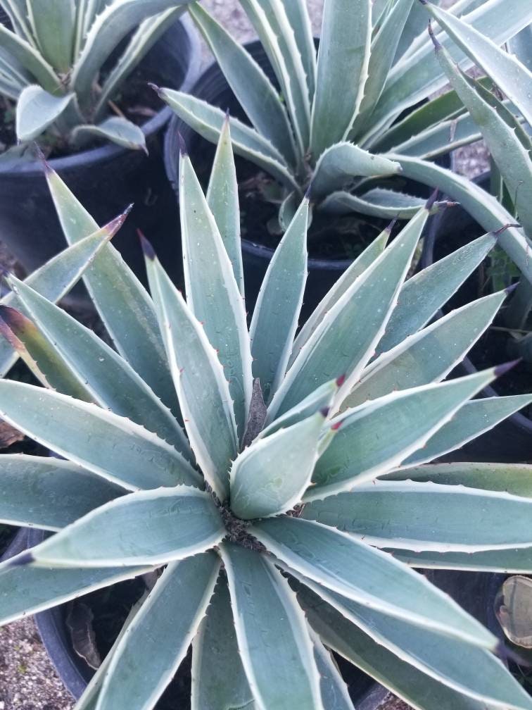 Agave angustifolia - Beaultiful Desert Plants 