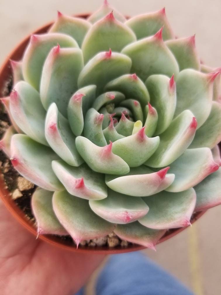 Echeveria Tippy (4"Pot) - Beaultiful Desert Plants 