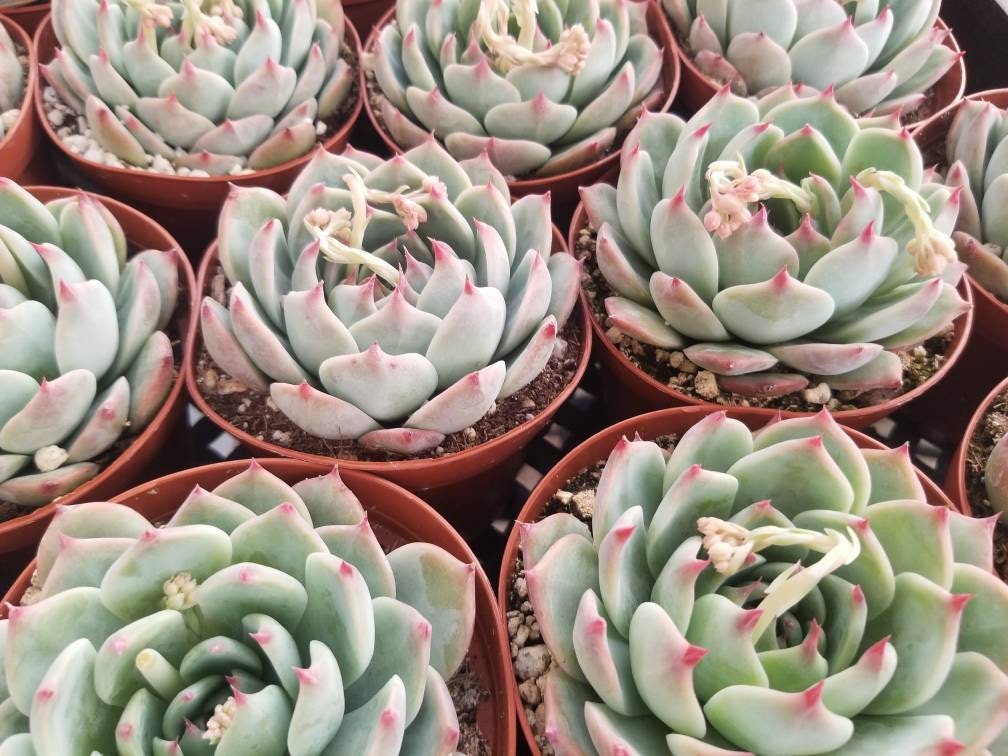 Echeveria Tippy (4"Pot) - Beaultiful Desert Plants 