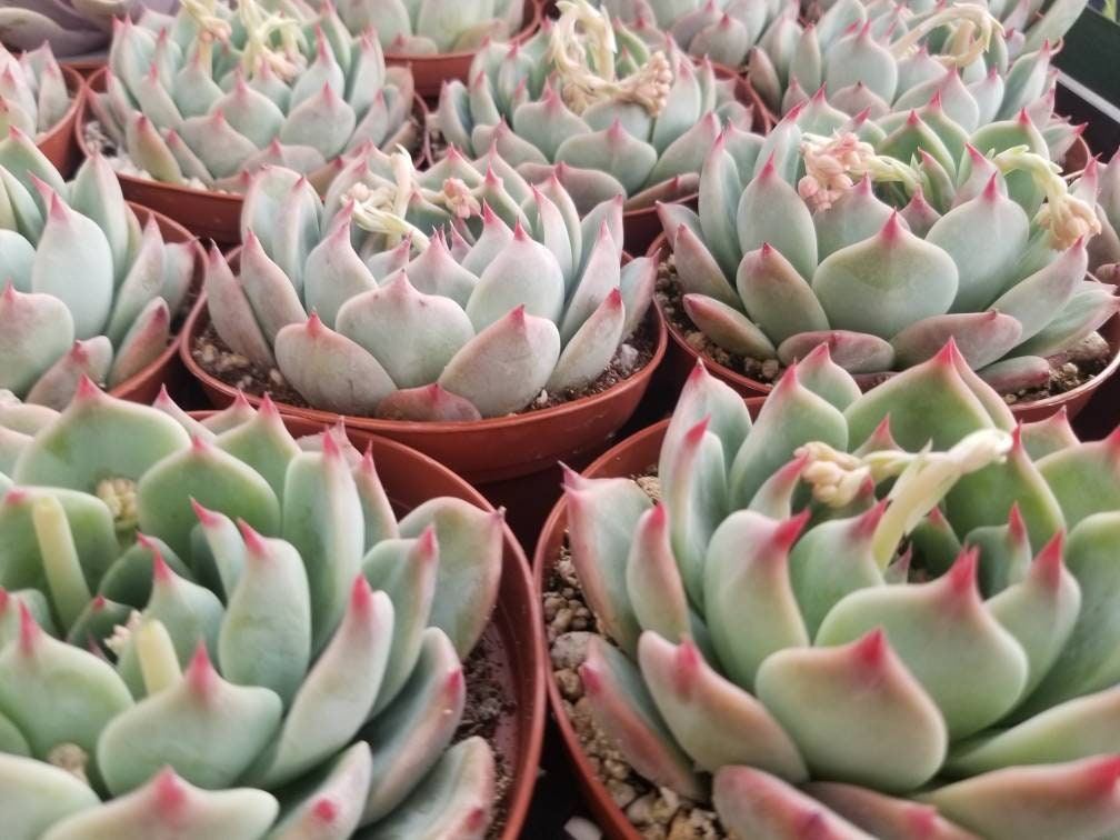 Echeveria Tippy (4"Pot) - Beaultiful Desert Plants 