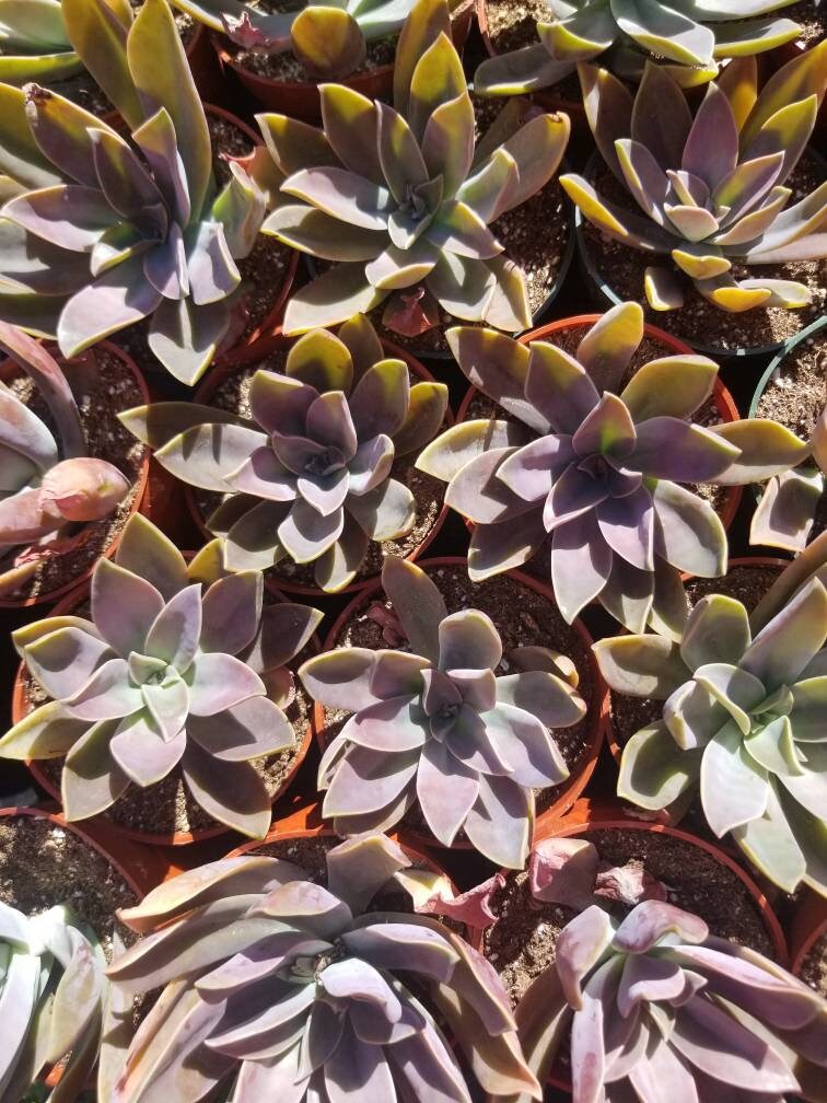 Graptoveria Fred Ives (4" Pot) - Beaultiful Desert Plants 