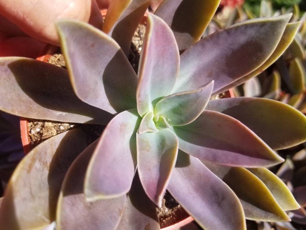 Graptoveria Fred Ives (4" Pot) - Beaultiful Desert Plants 