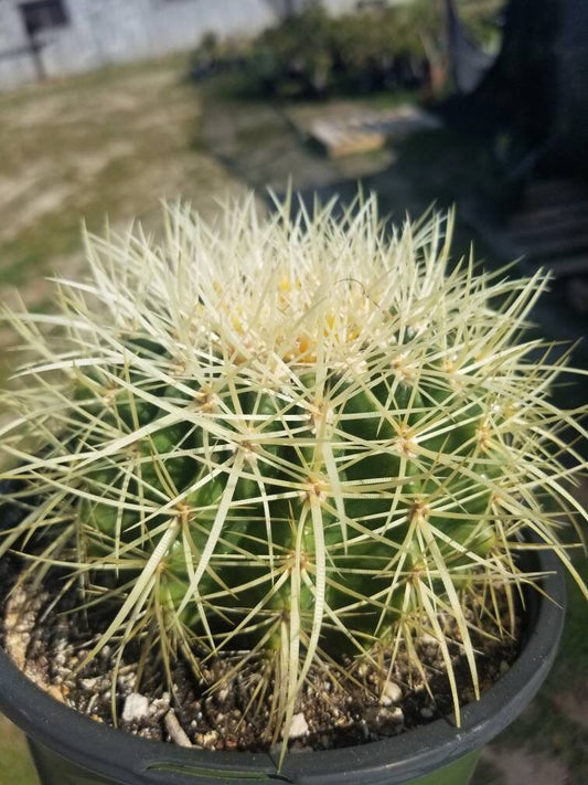 Golden Barrel Cactus "Echinocactus grusonii" - Beaultiful Desert Plants 