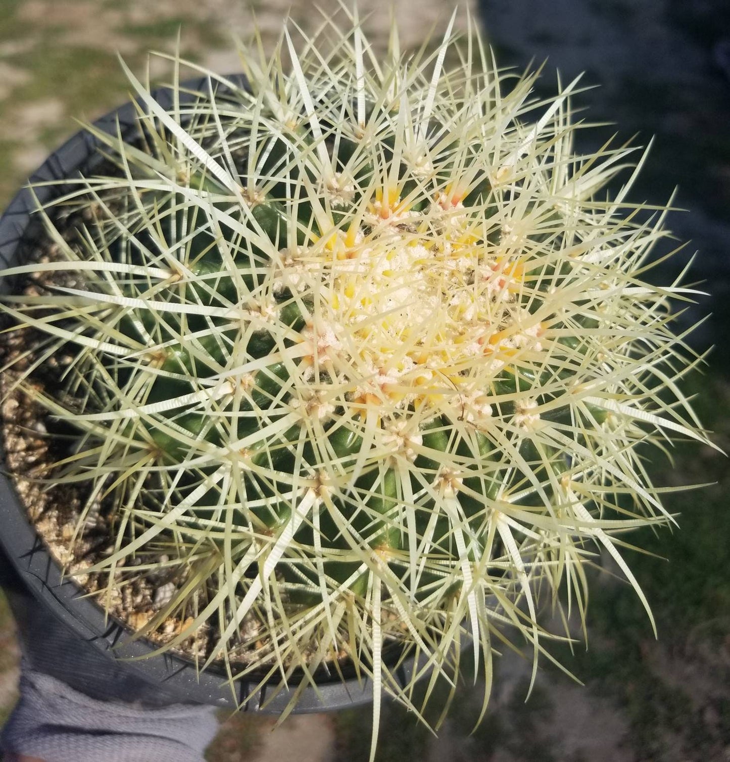 Golden Barrel Cactus "Echinocactus grusonii" - Beaultiful Desert Plants 