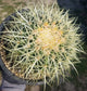 Golden Barrel Cactus "Echinocactus grusonii" - Beaultiful Desert Plants 