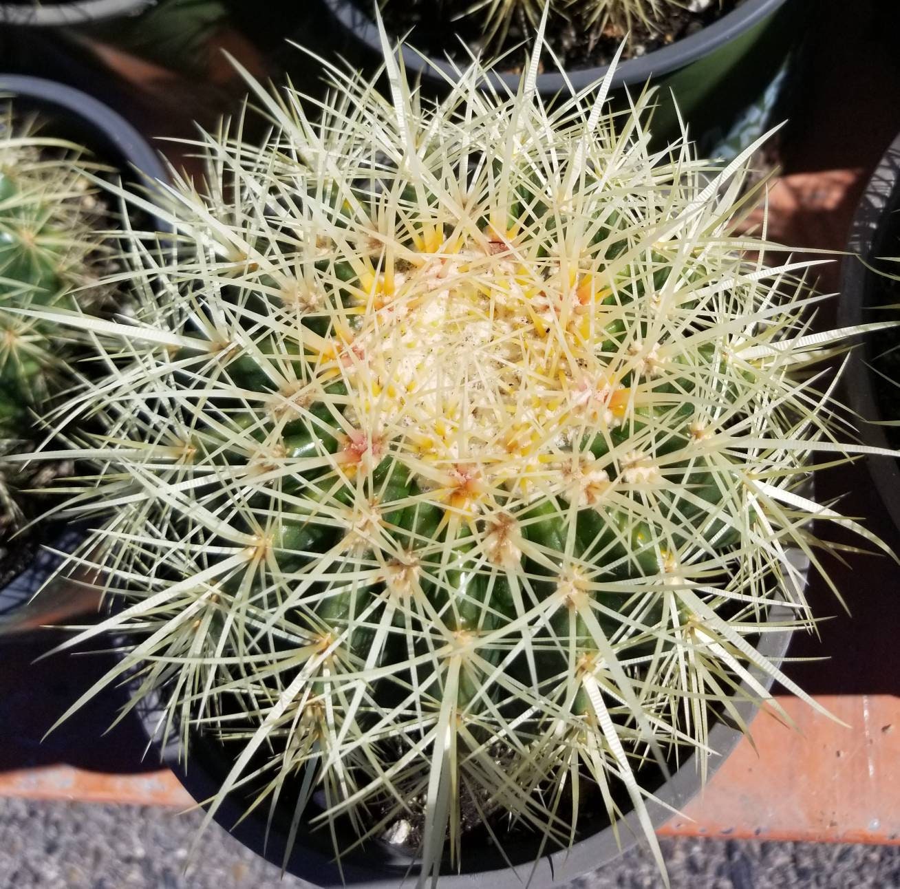 Golden Barrel Cactus "Echinocactus grusonii" - Beaultiful Desert Plants 