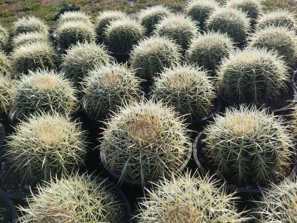 Golden Barrel Cactus "Echinocactus grusonii" - Beaultiful Desert Plants 