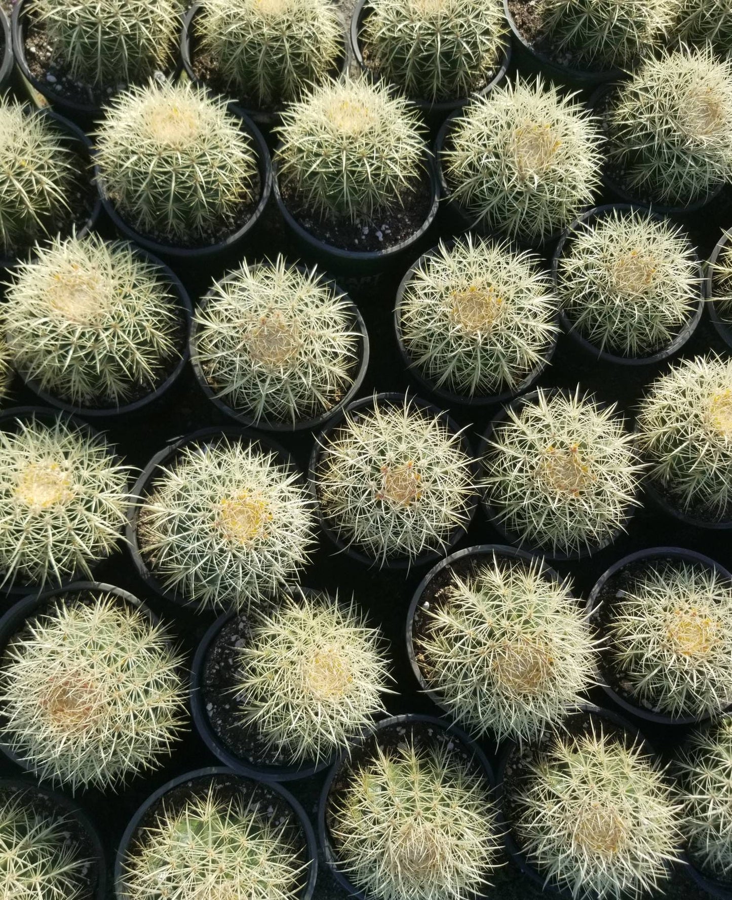 Golden Barrel Cactus "Echinocactus grusonii" - Beaultiful Desert Plants 