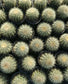 Golden Barrel Cactus "Echinocactus grusonii" - Beaultiful Desert Plants 