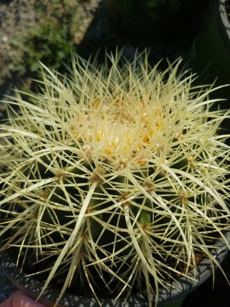 Golden Barrel Cactus "Echinocactus grusonii" - Beaultiful Desert Plants 