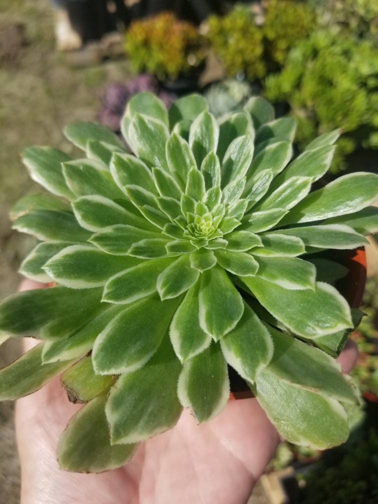 Aeonium Emerald Ice (4"Pot) - Beaultiful Desert Plants 