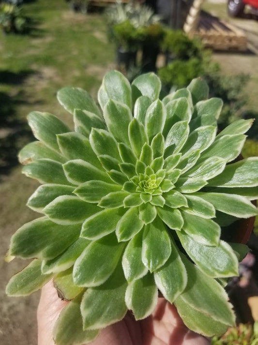 Aeonium Emerald Ice (4"Pot) - Beaultiful Desert Plants 