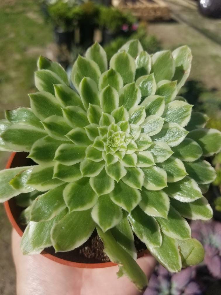 Aeonium Emerald Ice (4"Pot) - Beaultiful Desert Plants 