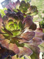 Aeonium Cyclop - Beaultiful Desert Plants 