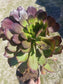 Aeonium Cyclop - Beaultiful Desert Plants 