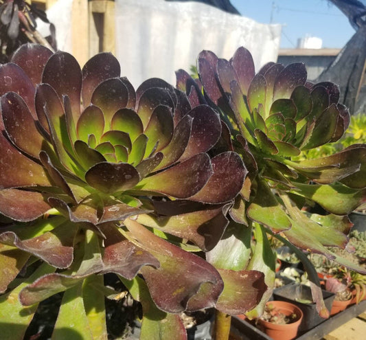 Aeonium Cyclop - Beaultiful Desert Plants 