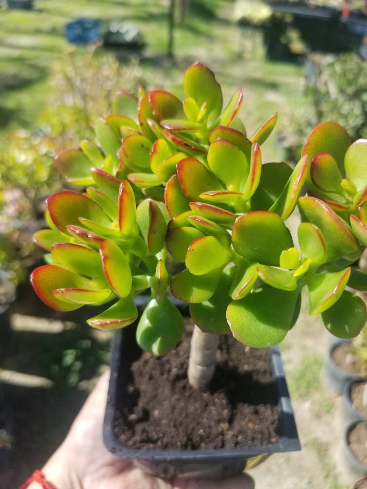 Crassula Ovata Crosby's (5"pot) - Beaultiful Desert Plants 