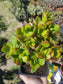 Crassula Ovata Crosby's (5"pot) - Beaultiful Desert Plants 