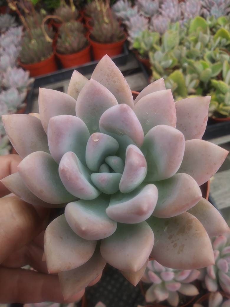 Graptoveria Opalina (4"pot) - Beaultiful Desert Plants 