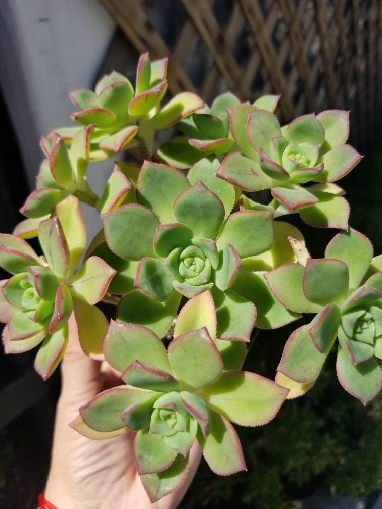 aeonium pinwheel succulent Aeonium Pinwheel (4" Pot) – Beaultiful Desert Plants