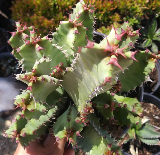 Euphorbia Resinifera - Beaultiful Desert Plants 