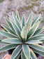 Agave angustifolia - Beaultiful Desert Plants 