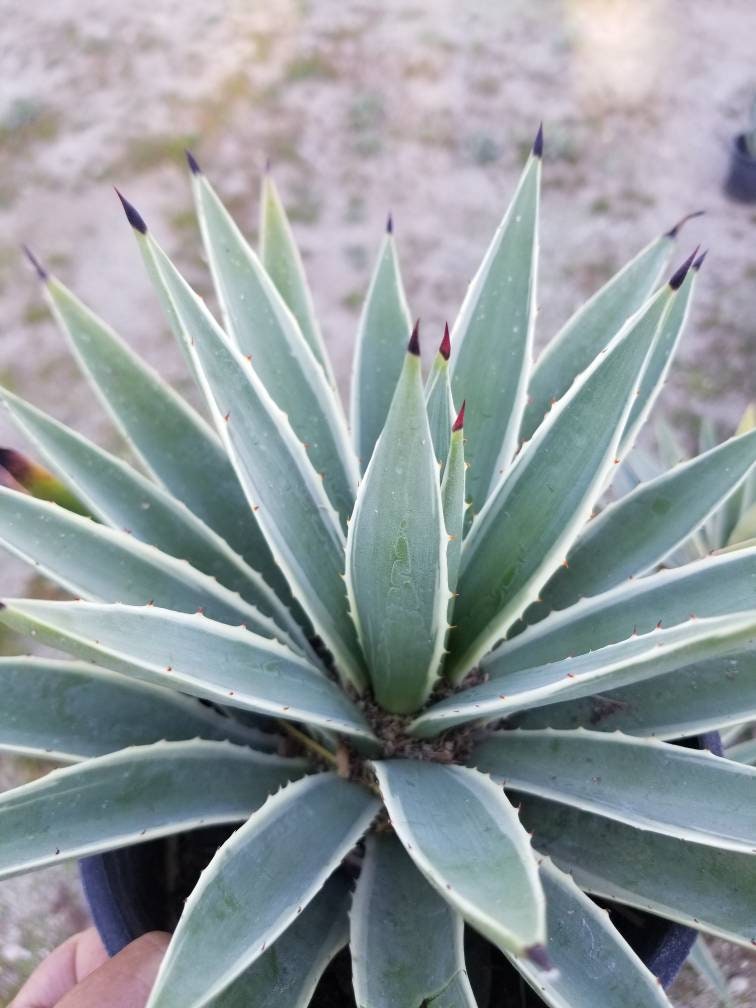 Agave angustifolia - Beaultiful Desert Plants 