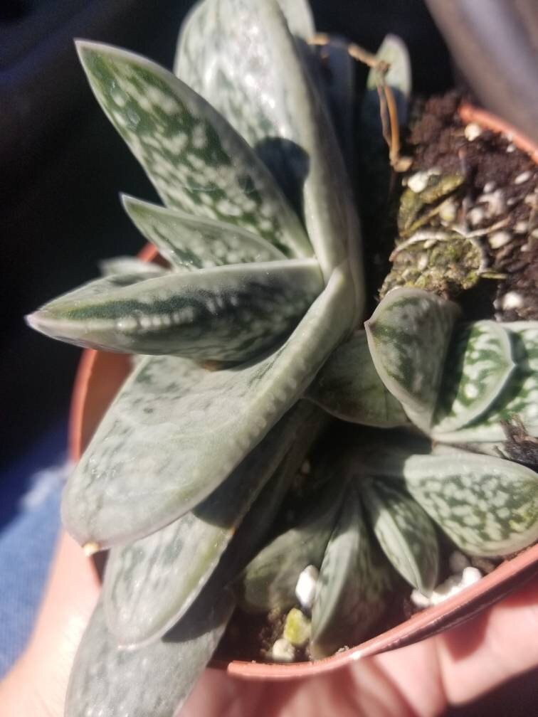 Gasteria Little Warty (4" Pot) - Beaultiful Desert Plants 