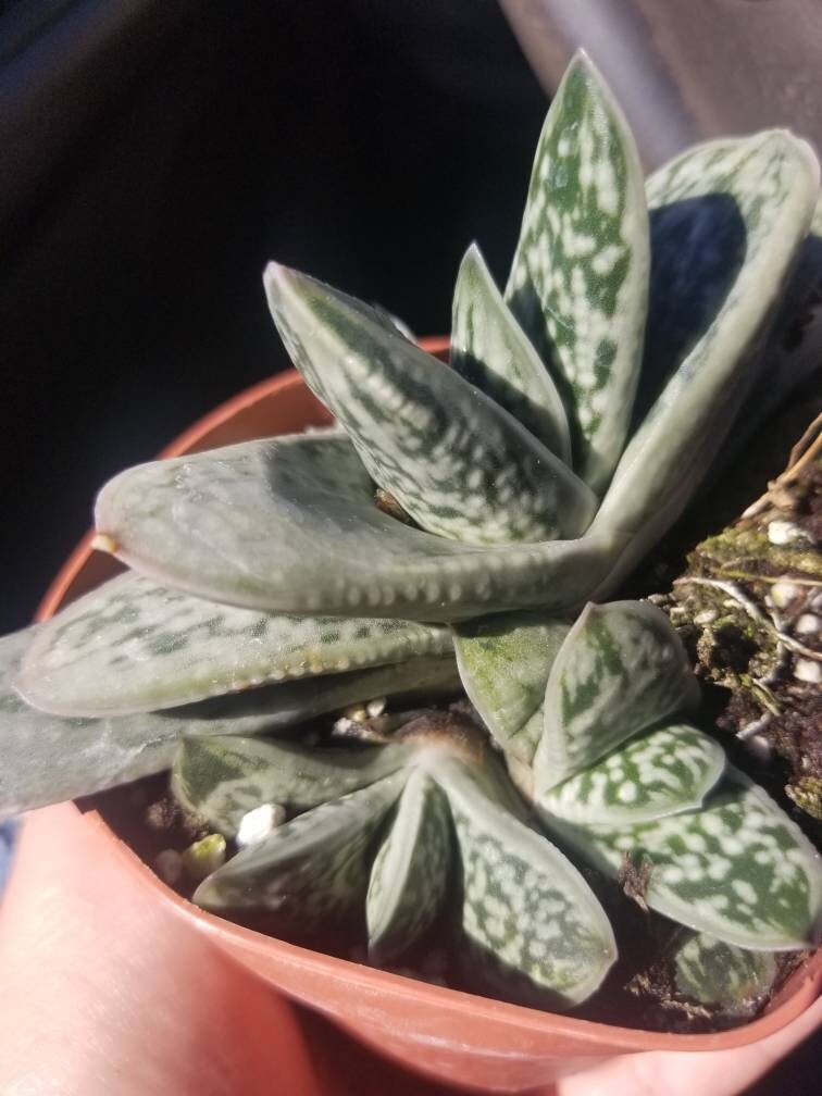 succulent gasteria little warty Gasteria Little Warty (4" Pot) – Beaultiful Desert Plants