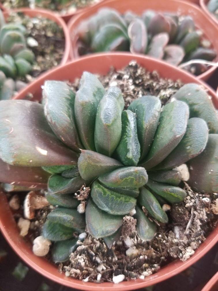 Haworthia Truncata "Horse's teeth" (4" Pot) - Beaultiful Desert Plants 