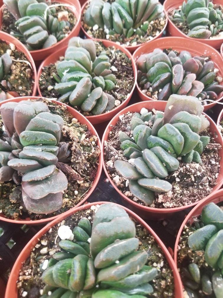 Haworthia Truncata "Horse's teeth" (4" Pot) - Beaultiful Desert Plants 