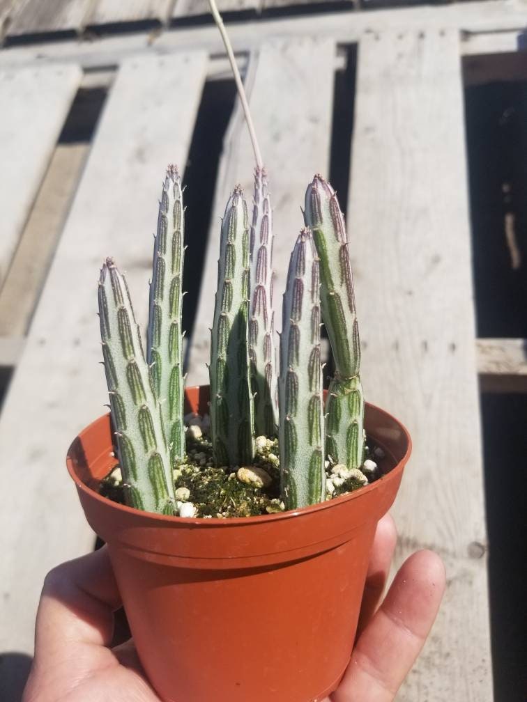 Senecio stapeliformis (4" Pot) - Beaultiful Desert Plants 