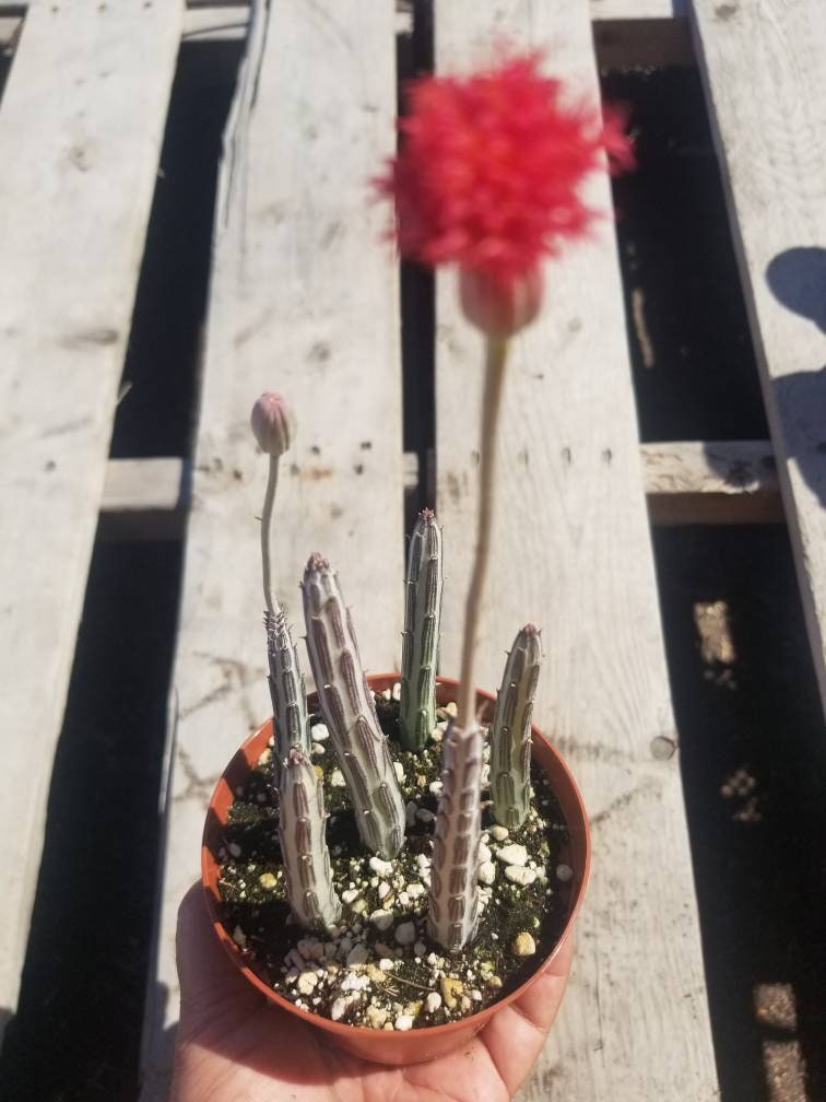 Senecio stapeliformis (4" Pot) - Beaultiful Desert Plants 