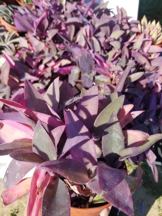 Tradescancia Padilla "Purple Heart" (4" Pot) - Beaultiful Desert Plants 