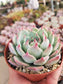 Echeveria Tippy (4"Pot) - Beaultiful Desert Plants 