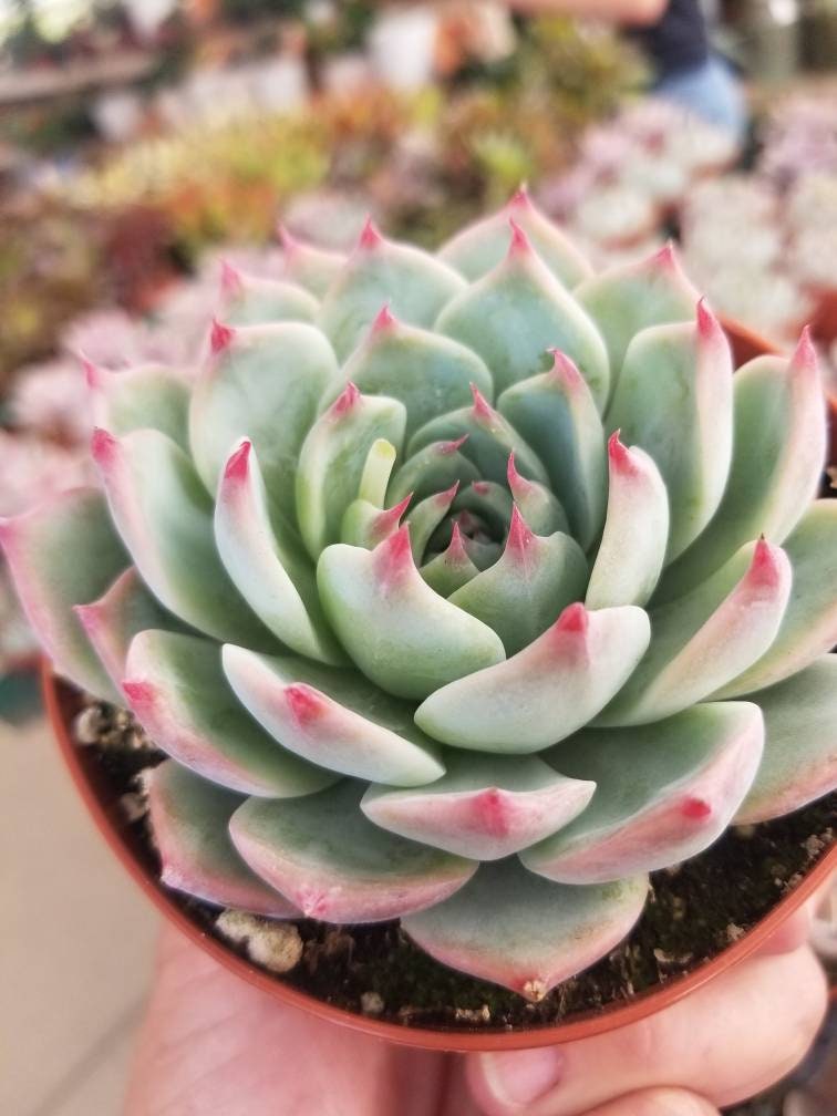 Echeveria Tippy (4"Pot) - Beaultiful Desert Plants 